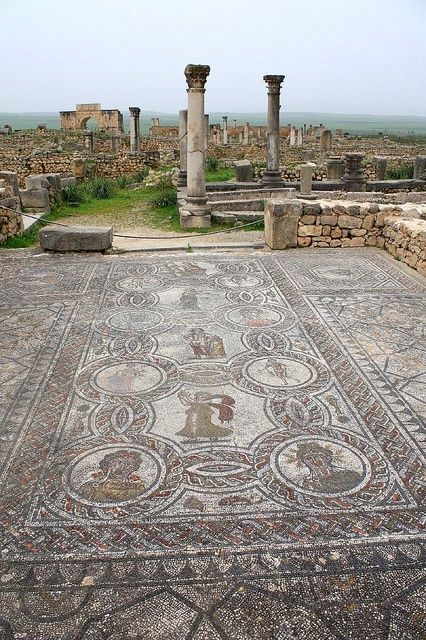 volubilis volubilis